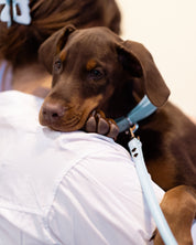 Babyblå Hundkoppel