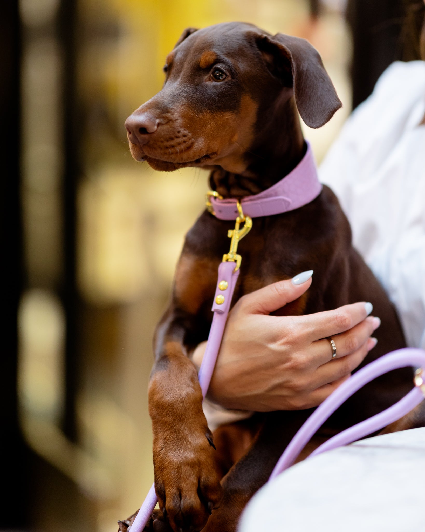 Violett Croco Hundhalsband Bred