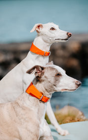 Orange Lack Hundhalsband Bred