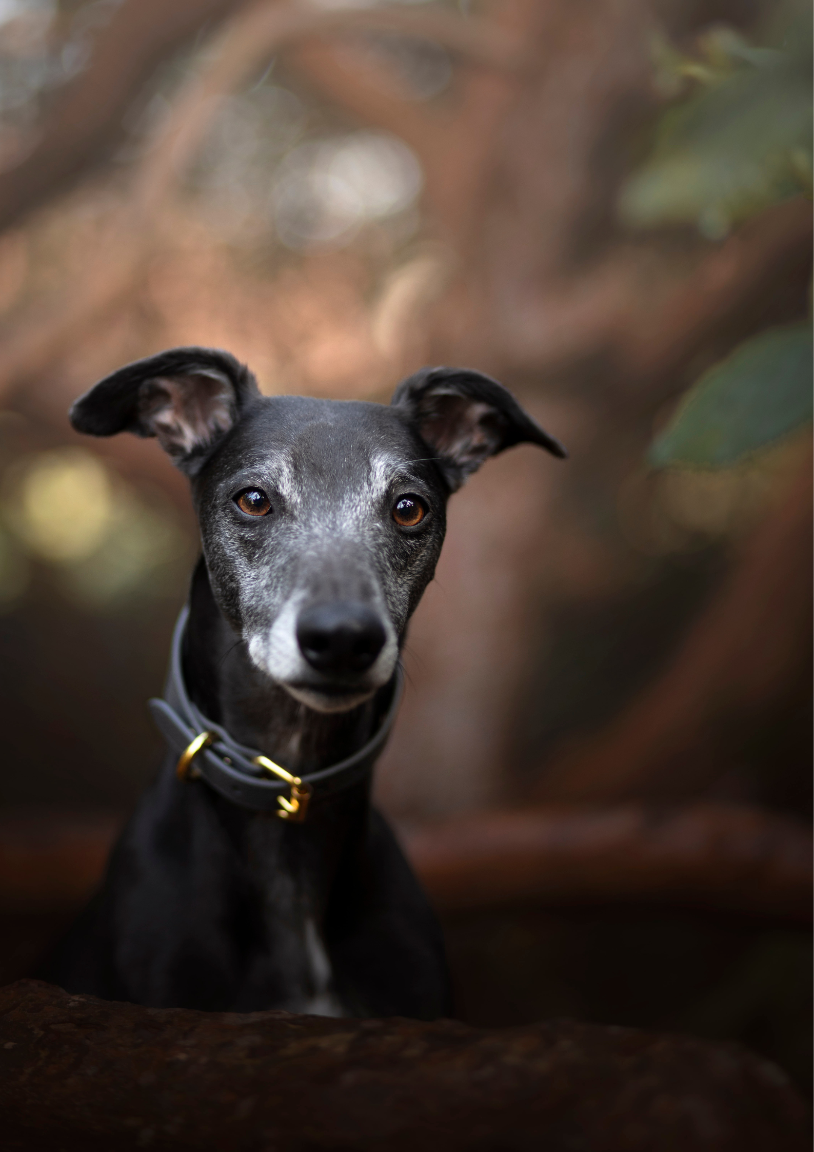 Mörkgrå Hundhalsband Bred