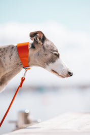 Orange Lack Hundhalsband Bred