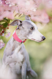 Rosa Lack Hundhalsband Bred