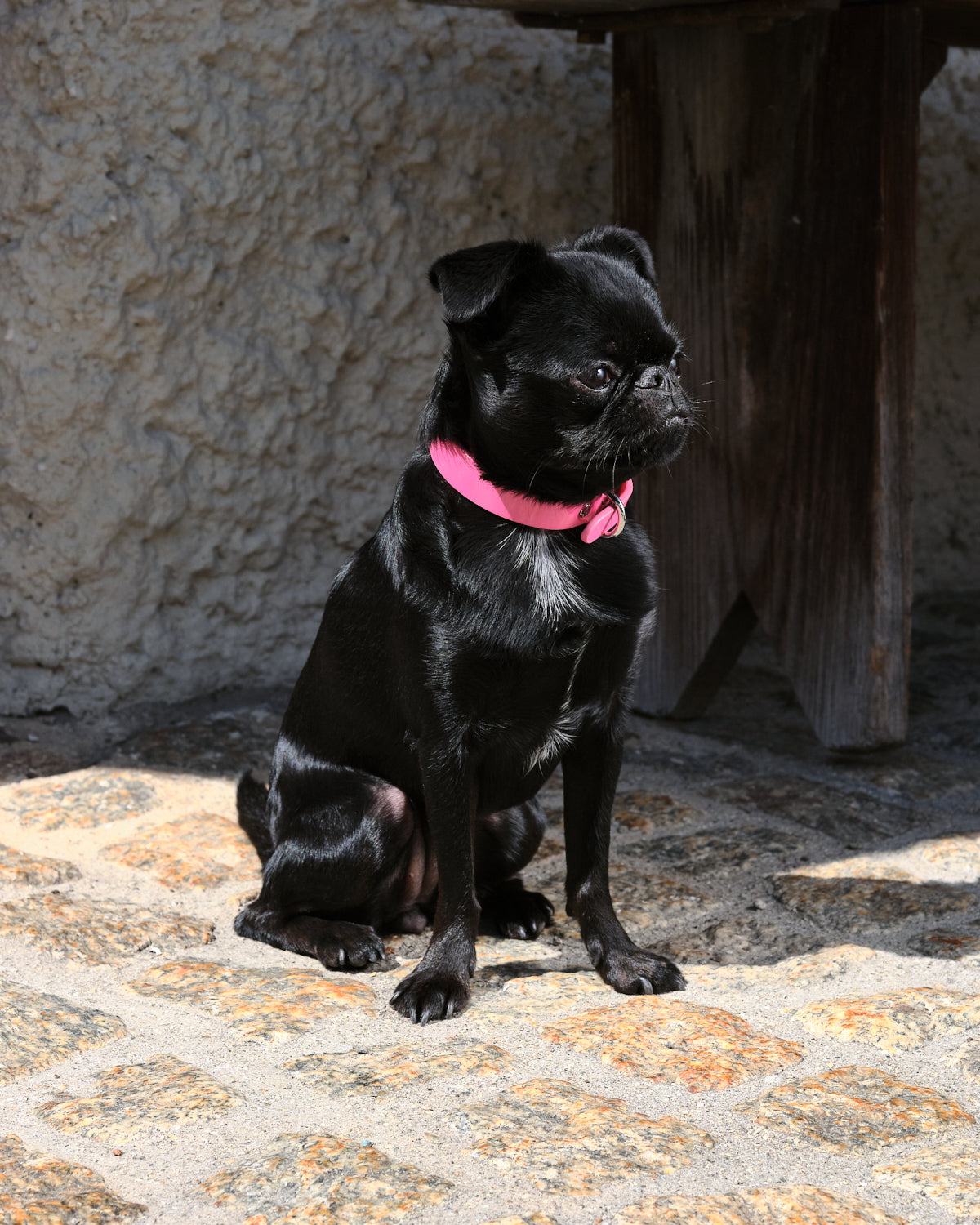 Rosa Lack Hundhalsband Smal