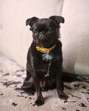 Guld Metallic Hundhalsband Smal