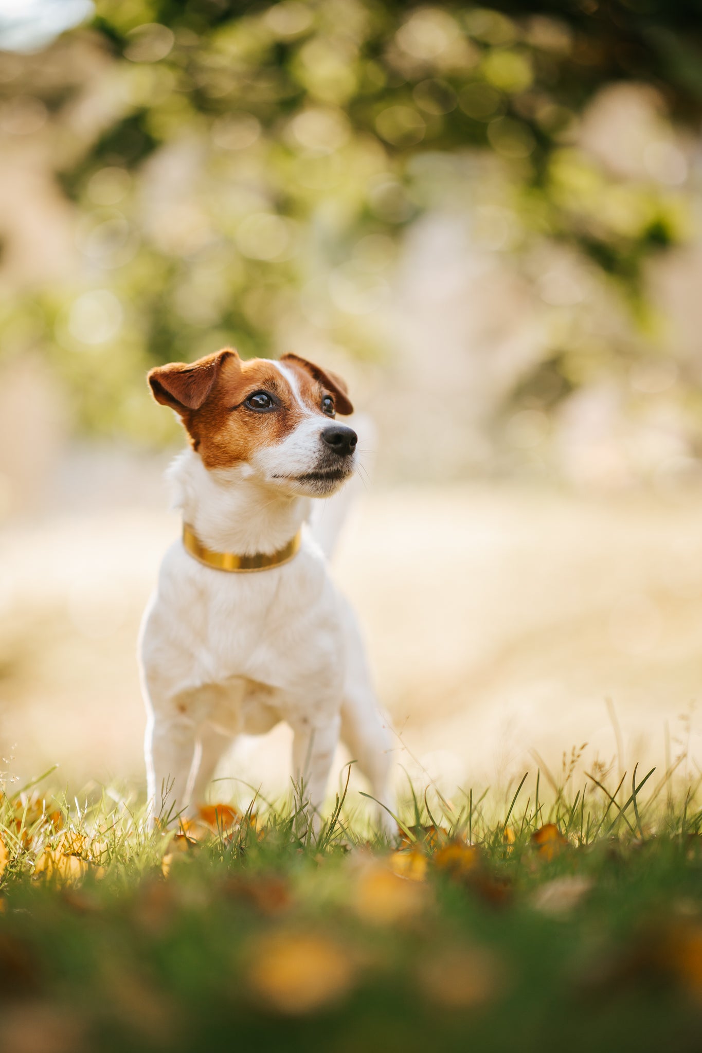 Guld Metallic Hundhalsband Smal