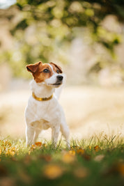 Guld Metallic Hundhalsband Smal