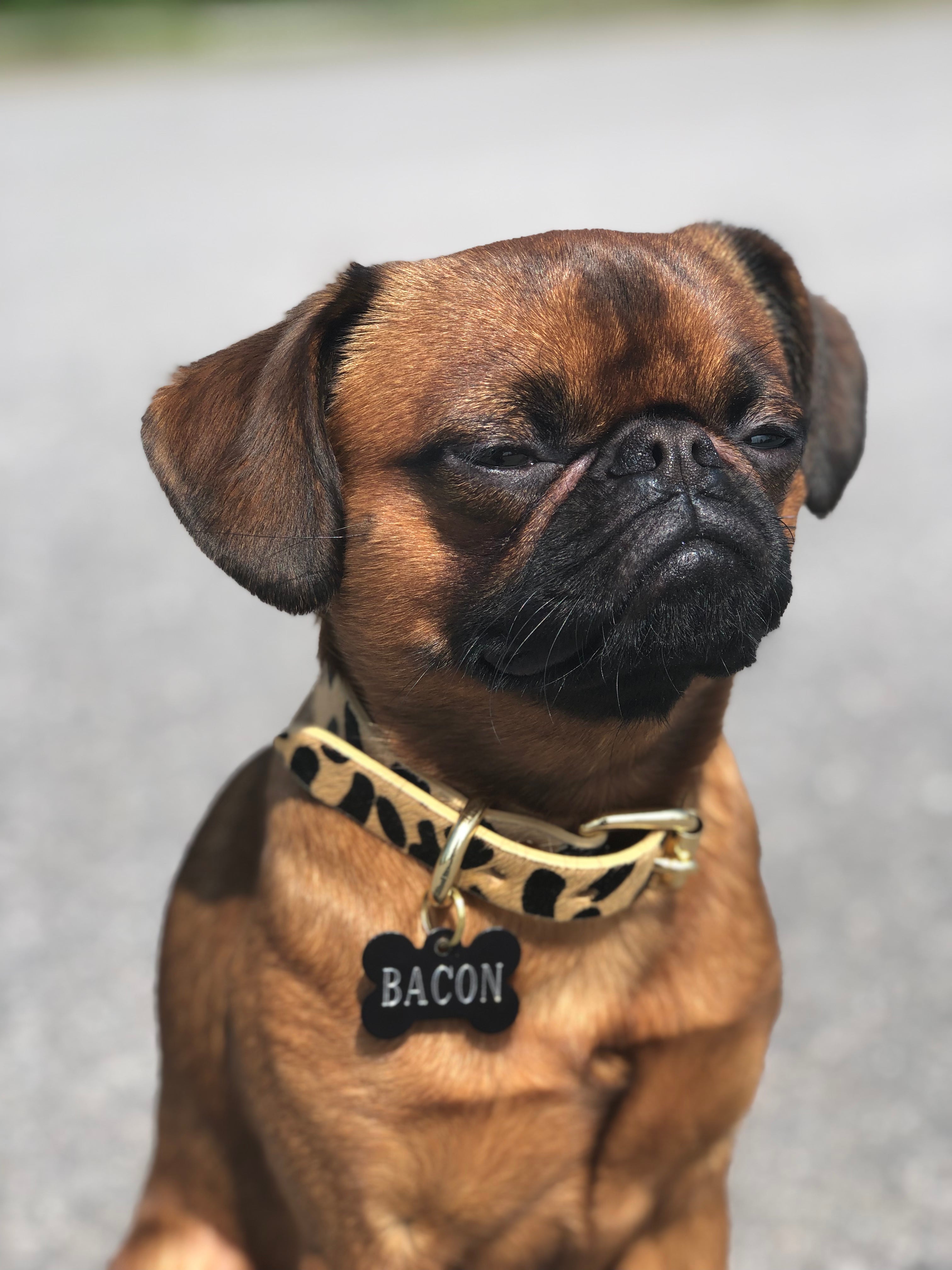 Leopardmönstrat Hundhalsband Smal