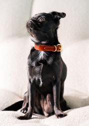 Röd Hundhalsband Smal