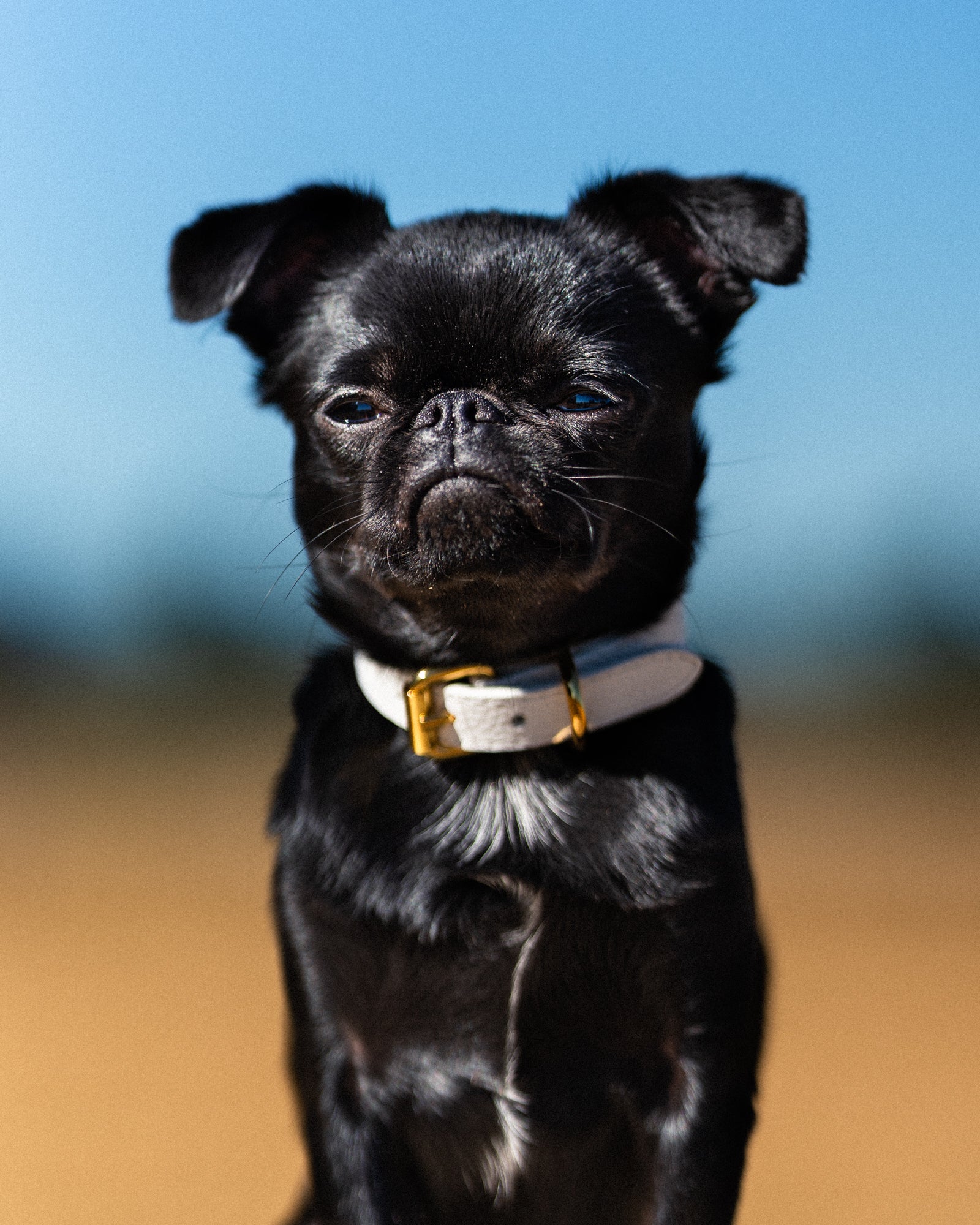 Vit Hundhalsband Smal