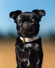 Vit Hundhalsband Smal
