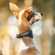 Beige Hundtandsmönster Hundhalsband Bred