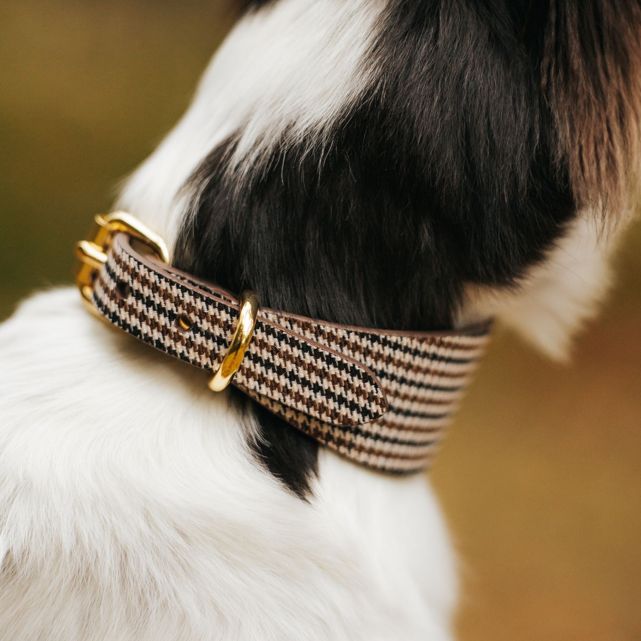 Beige Hundtandsmönster Hundhalsband Bred