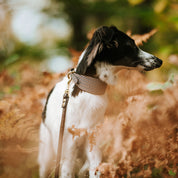 Beige Hundtandsmönster Hundhalsband Bred