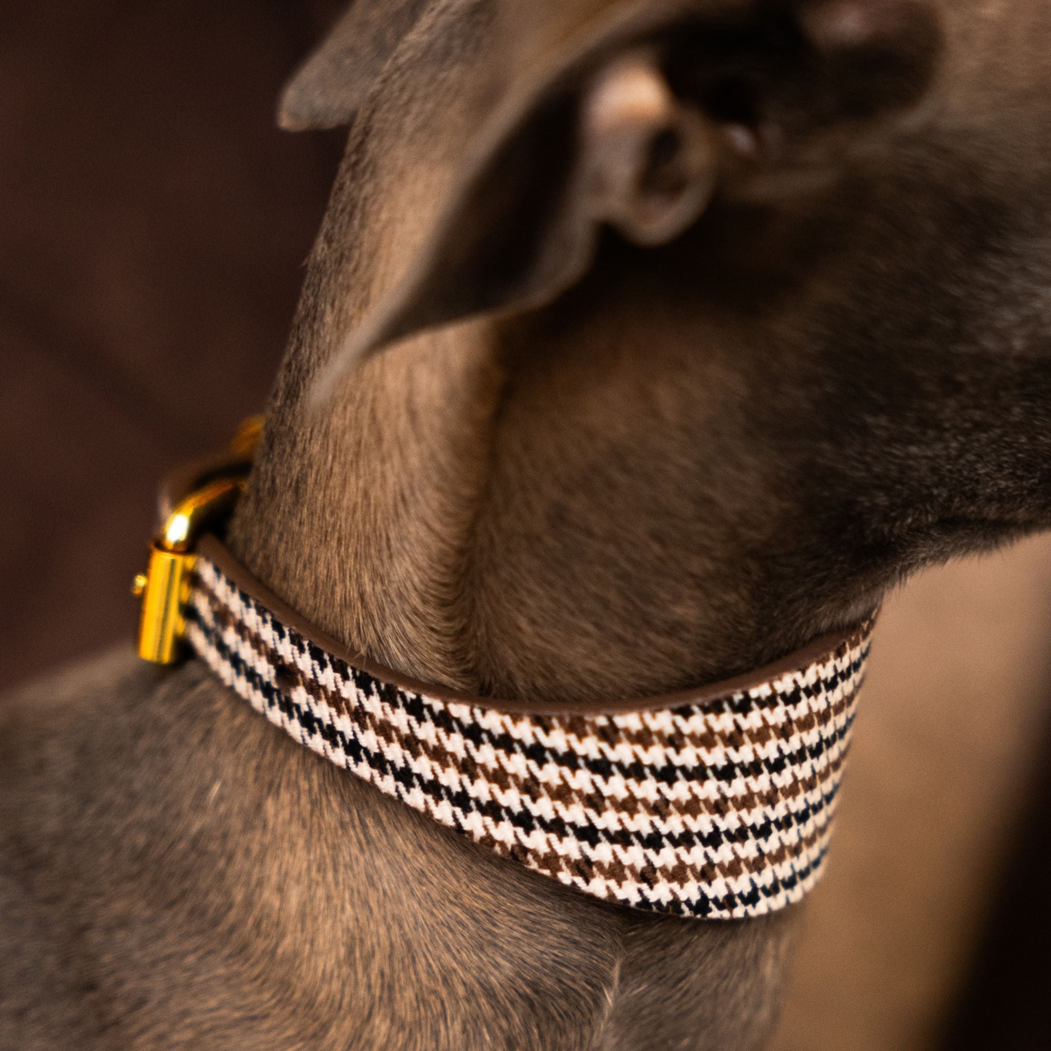 Beige Hundtandsmönster Hundhalsband Bred
