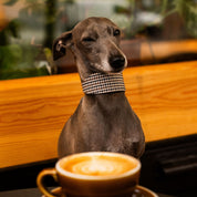 Beige Hundtandsmönster Hundhalsband Bred