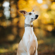 Beige Hundtandsmönster Hundhalsband Bred