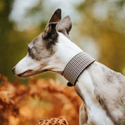 Beige Hundtandsmönster Hundhalsband Bred