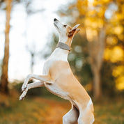 Beige Hundtandsmönster Hundhalsband Bred
