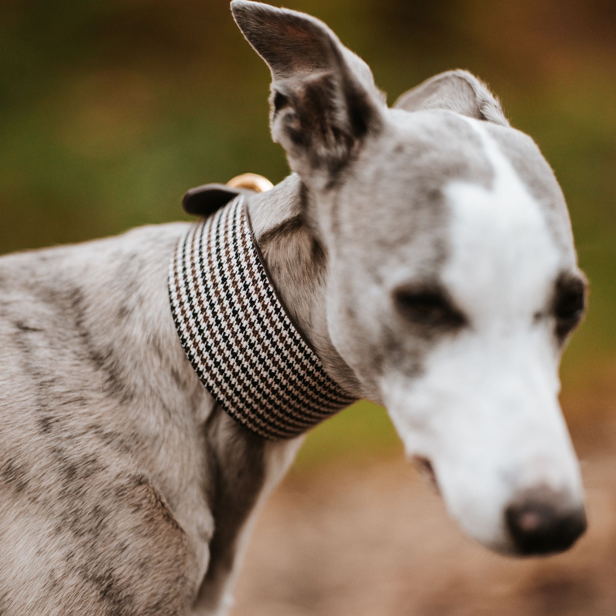Beige Hundtandsmönster Hundhalsband Bred