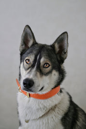 Cognac Hundhalsband Bred