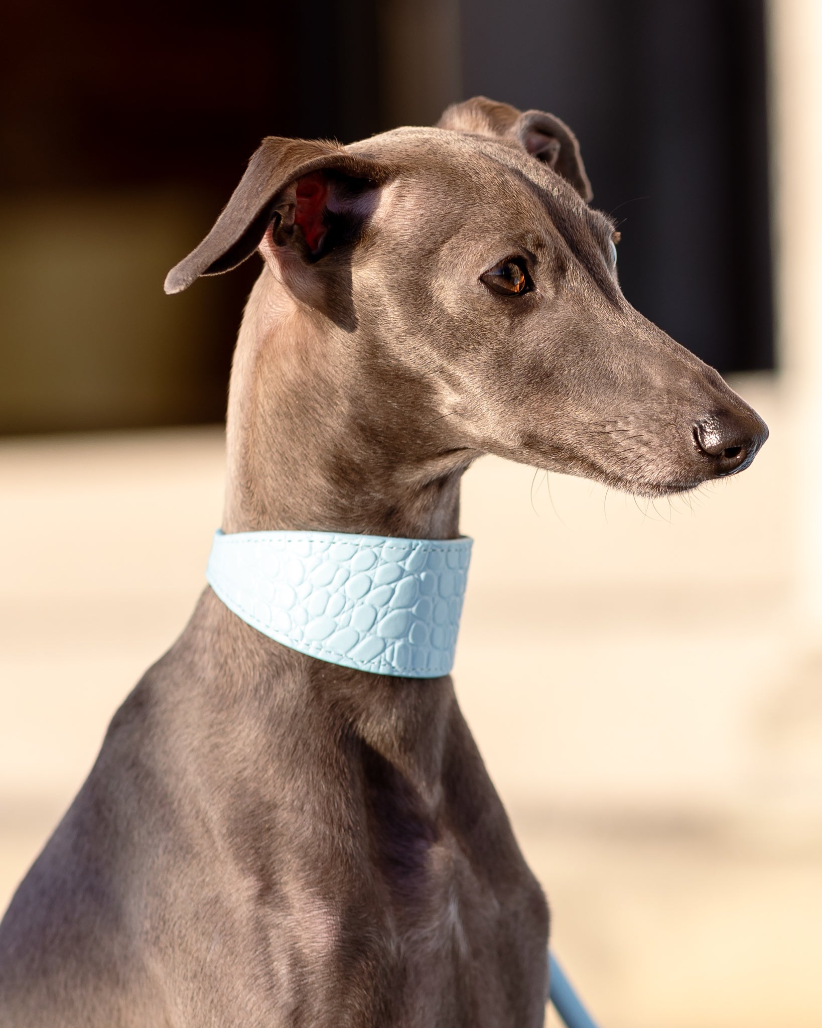 Babyblå Croco Hundhalsband Bred