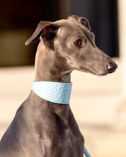 Babyblå Croco Hundhalsband Bred