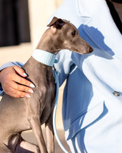 Babyblå Hundkoppel