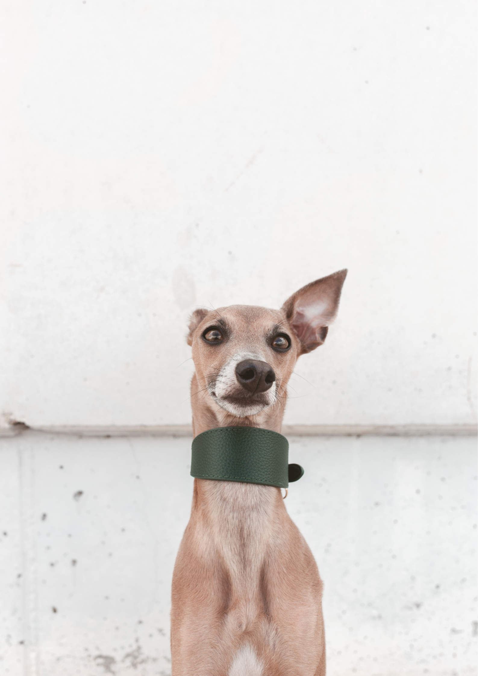 Mörkgrön Hundhalsband Bred