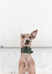 Mörkgrön Hundhalsband Bred