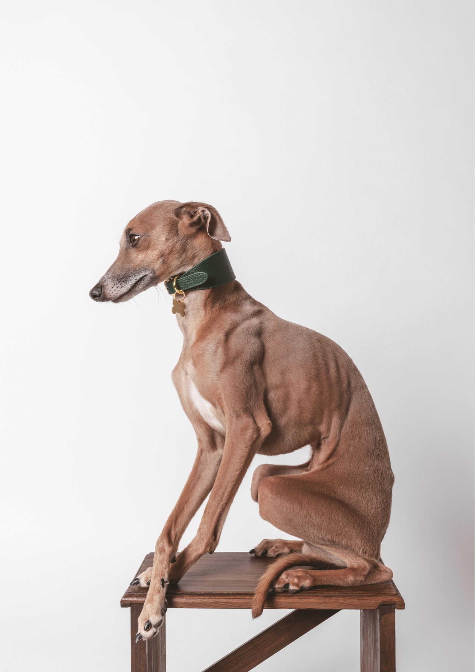 Mörkgrön Hundhalsband Bred
