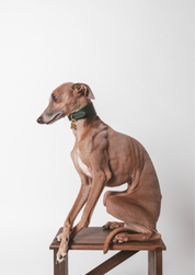 Mörkgrön Hundhalsband Bred