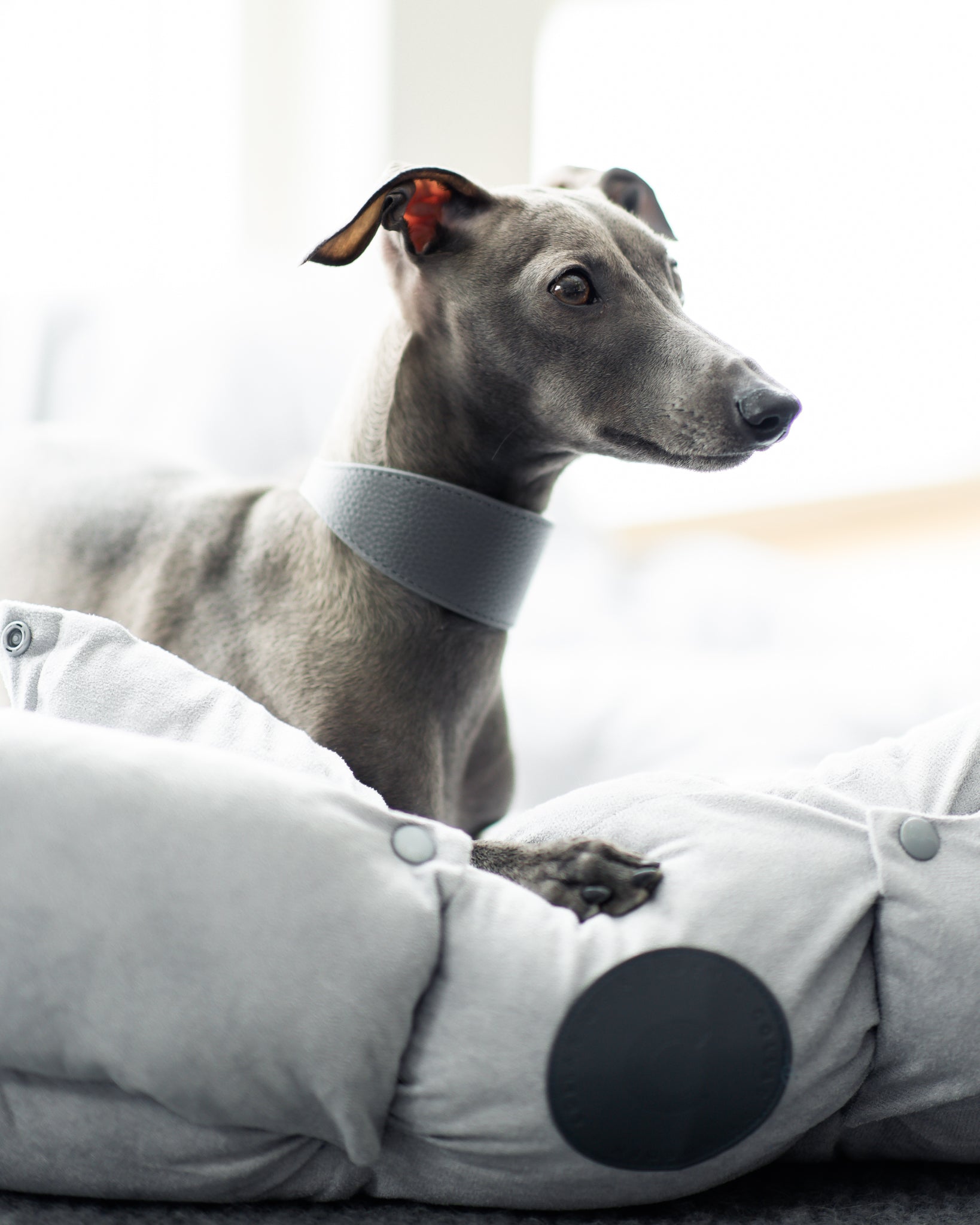 Mörkgrå Hundhalsband Bred
