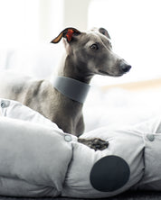 Mörkgrå Hundhalsband Bred