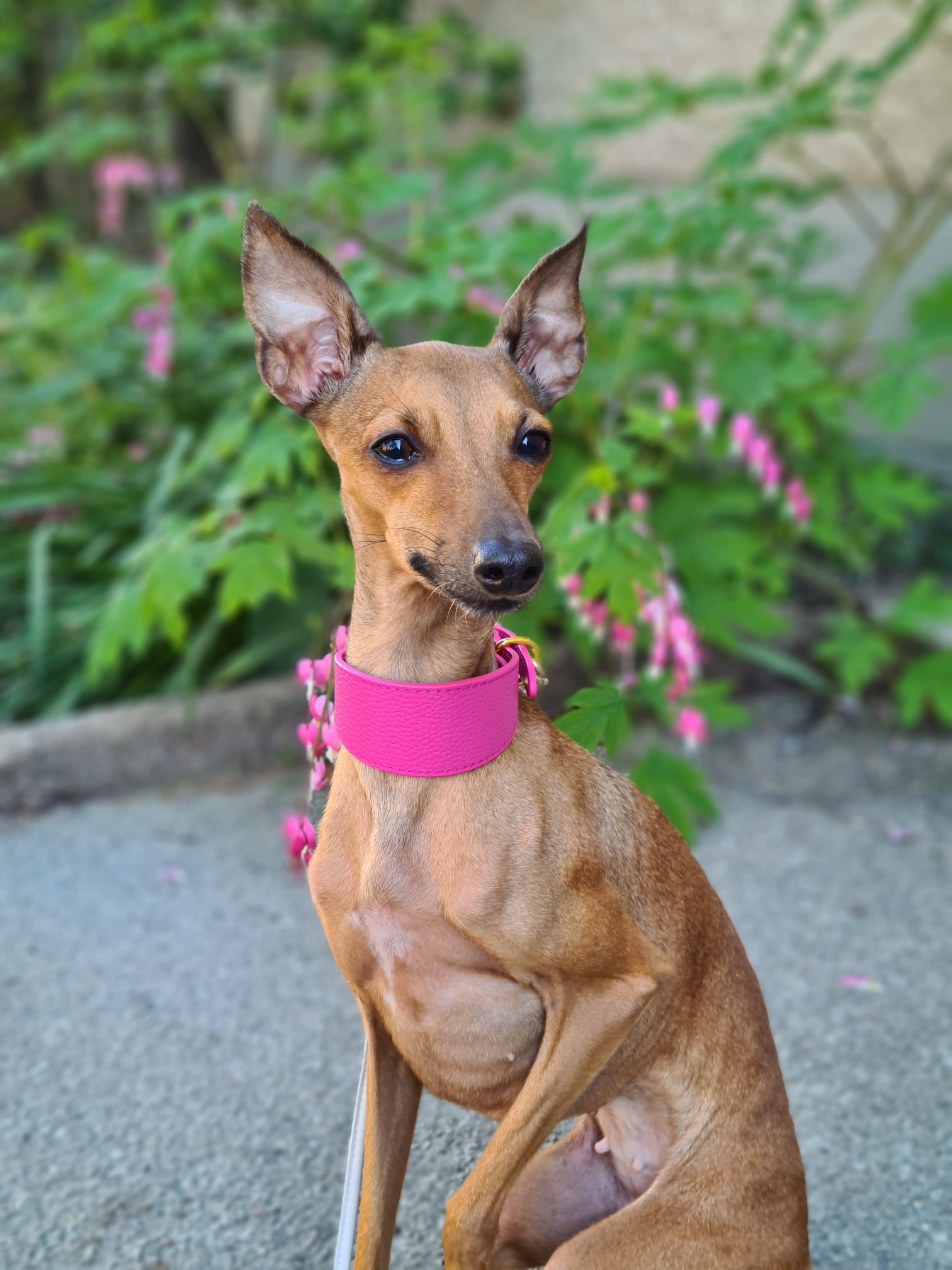 Mörkrosa Hundhalsband Bred