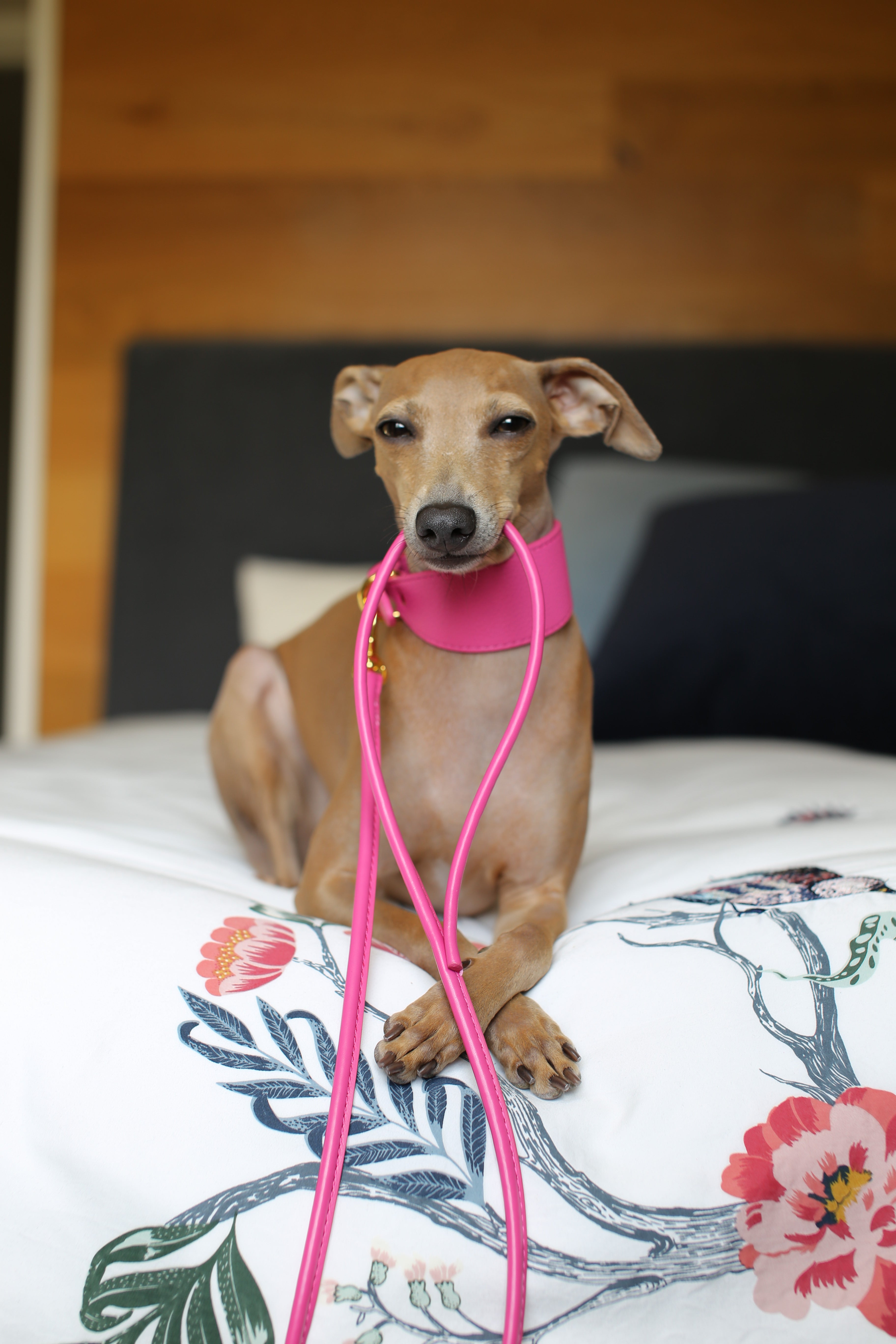 Mörkrosa Hundkoppel