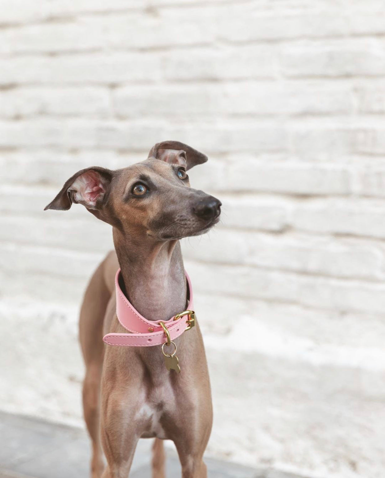 Rosa Hundhalsband Bred