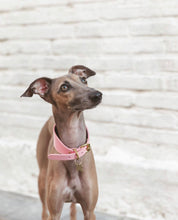 Rosa Hundhalsband Bred