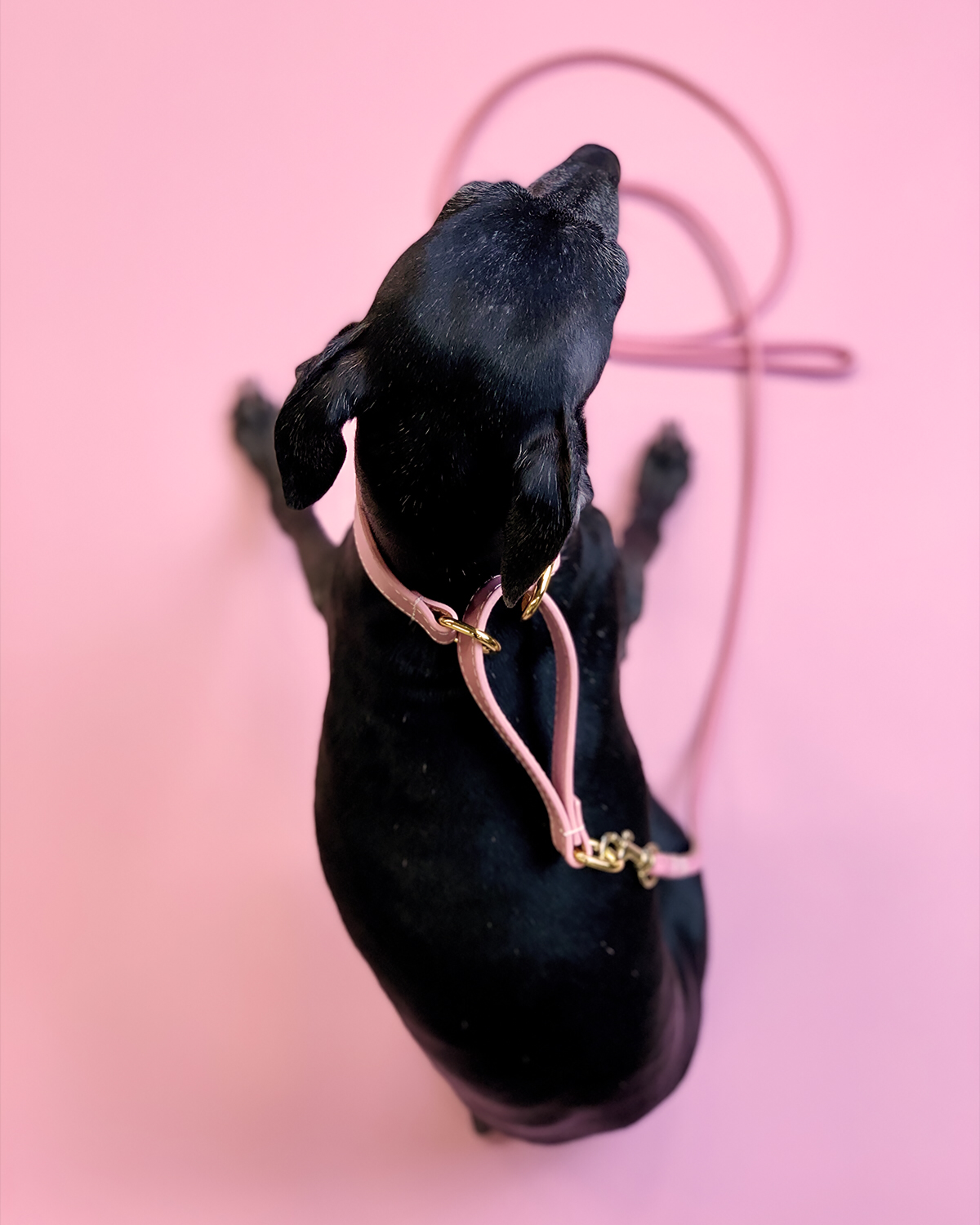 Rosa Hundhalsband Halvstryp Bred