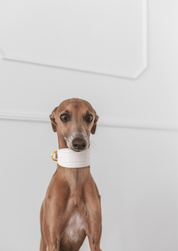 Vit Croco Hundhalsband Bred