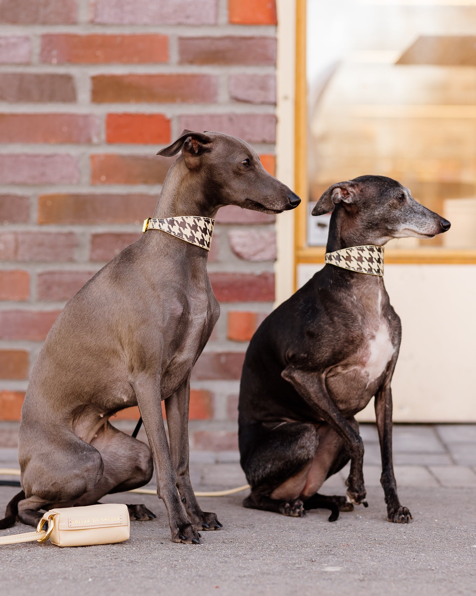 Beige Hundtandsmönster Hundhalsband Bred