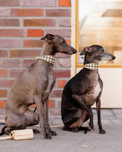 Beige Hundtandsmönster Hundhalsband Bred