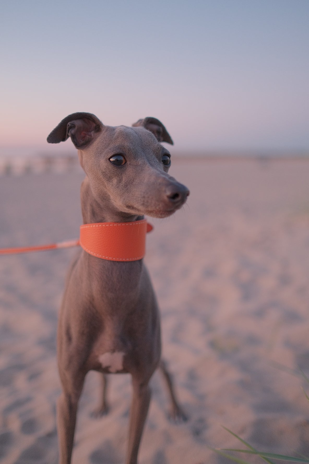 Cognac Hundhalsband Bred