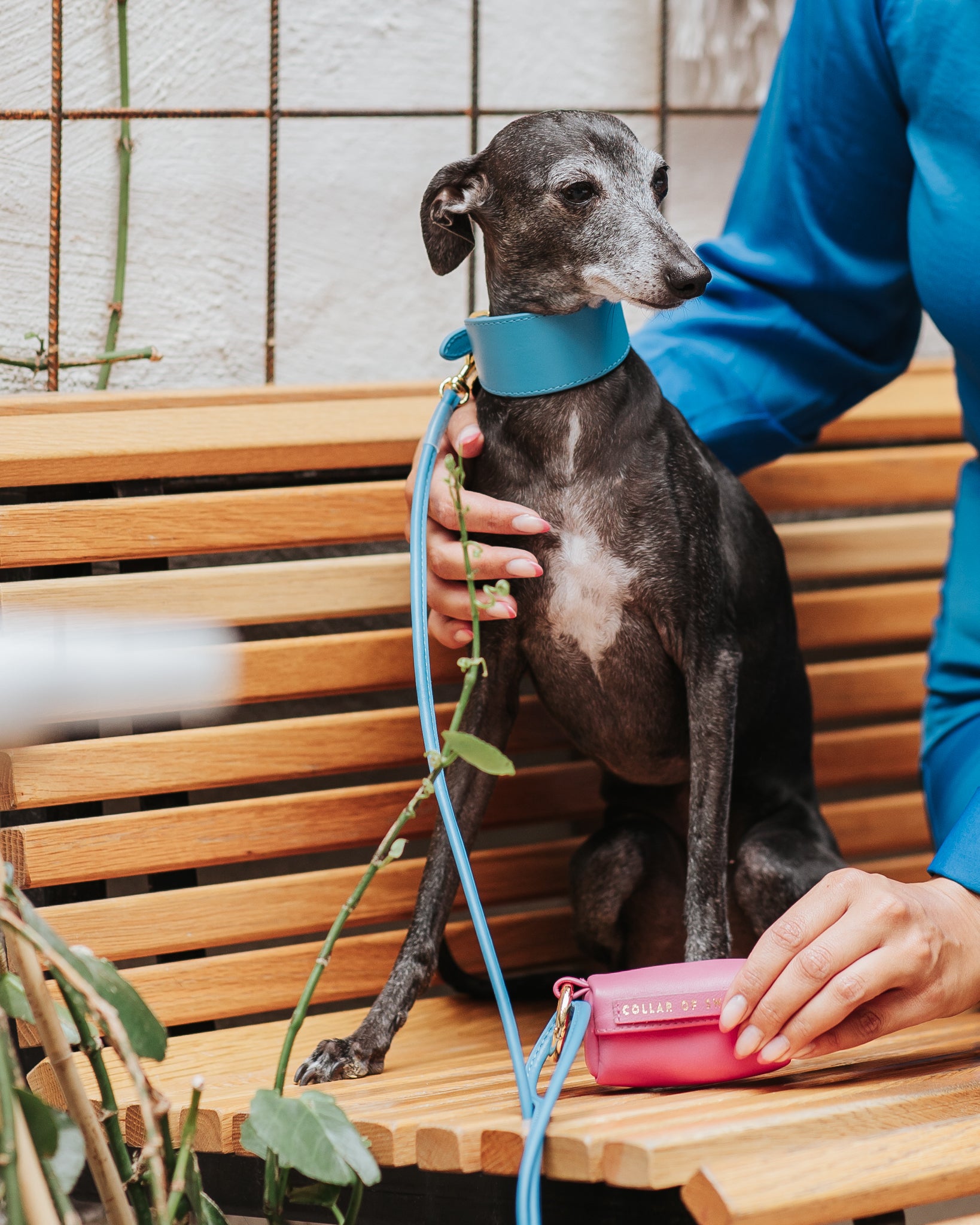Neonblå Hundkoppel