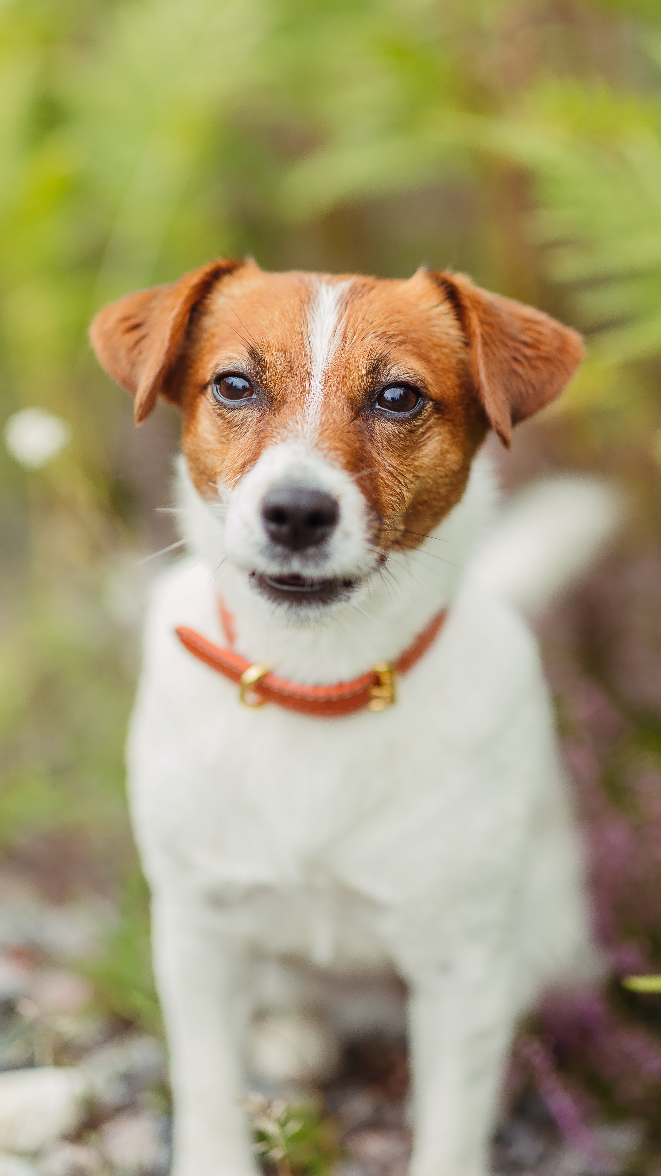 Cognac Hundhalsband Smal