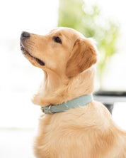 Babyblå Croco Hundhalsband Smal