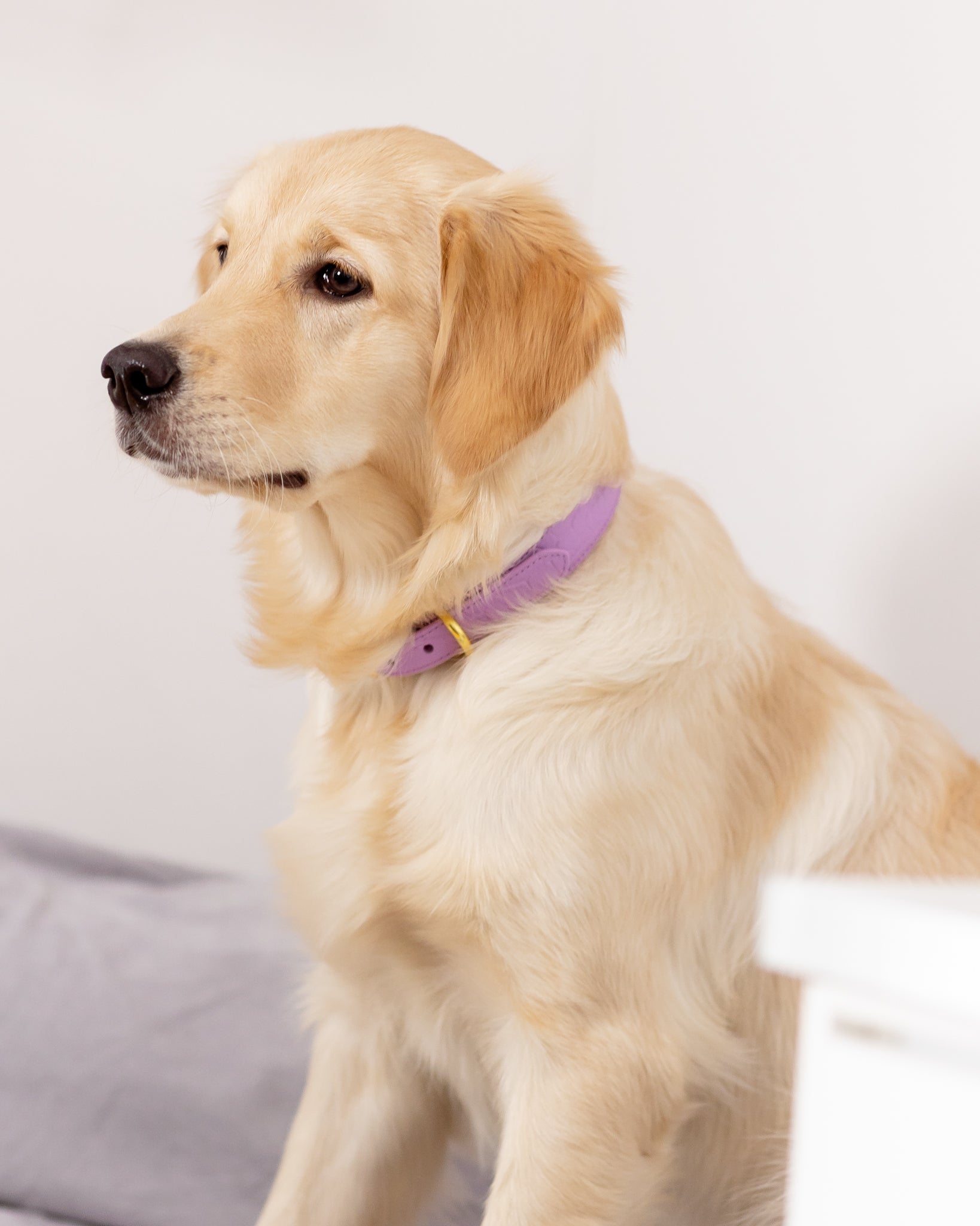 Violett Croco Hundhalsband Smal