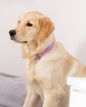 Violett Croco Hundhalsband Smal