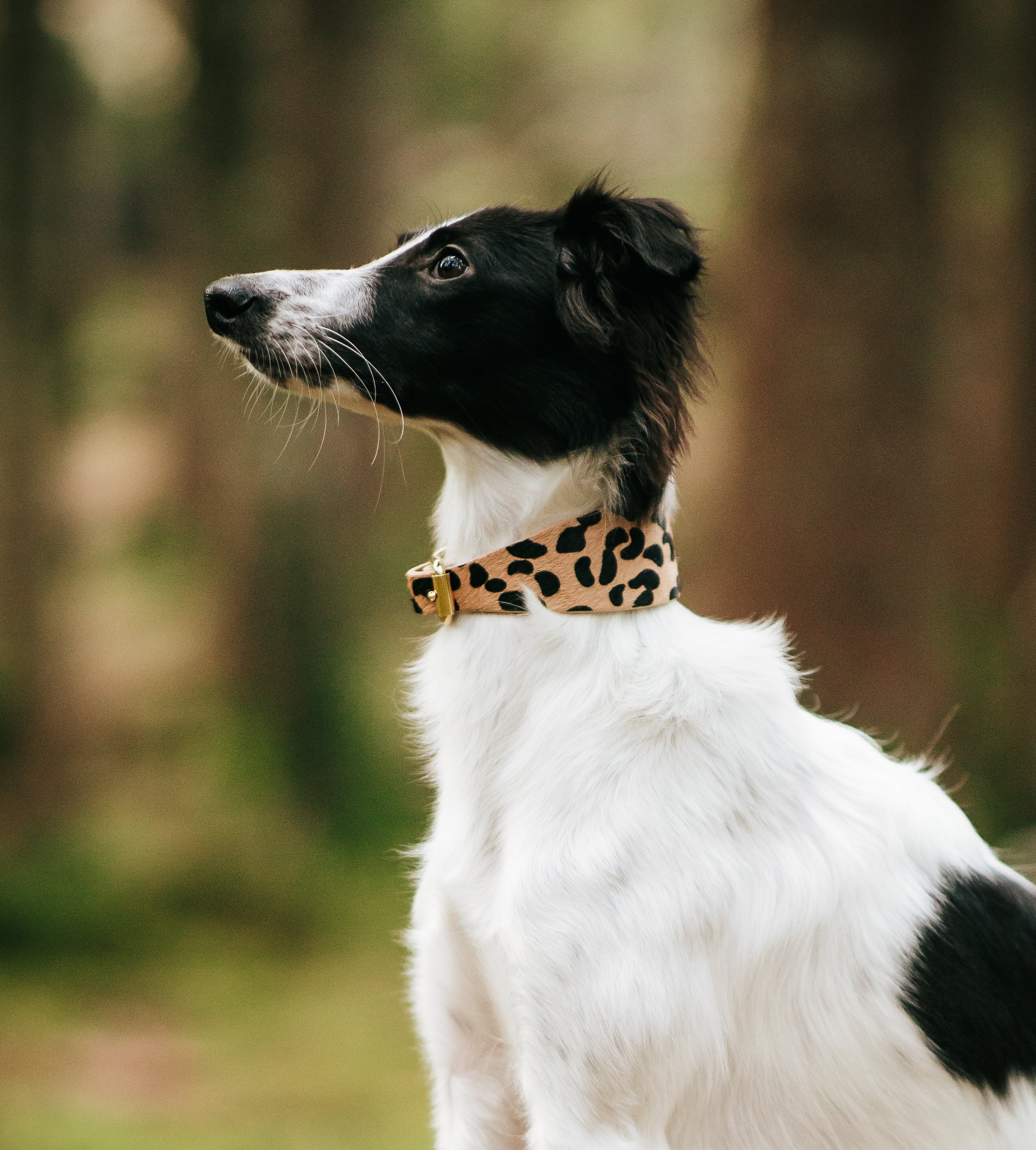 Leopardmönstrat Hundhalsband Bred
