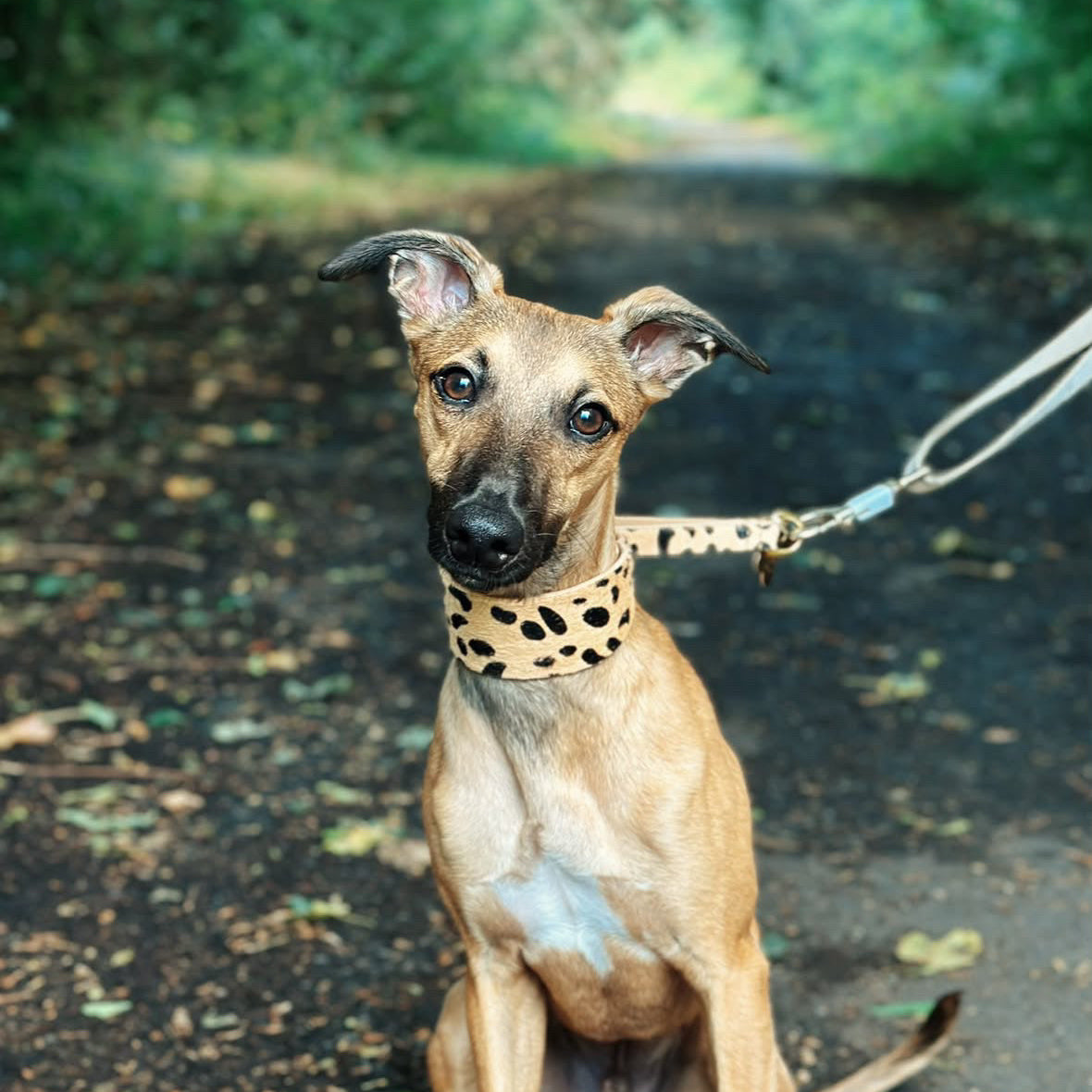 Leopardmönstrat Hundhalsband Halvstryp Bred