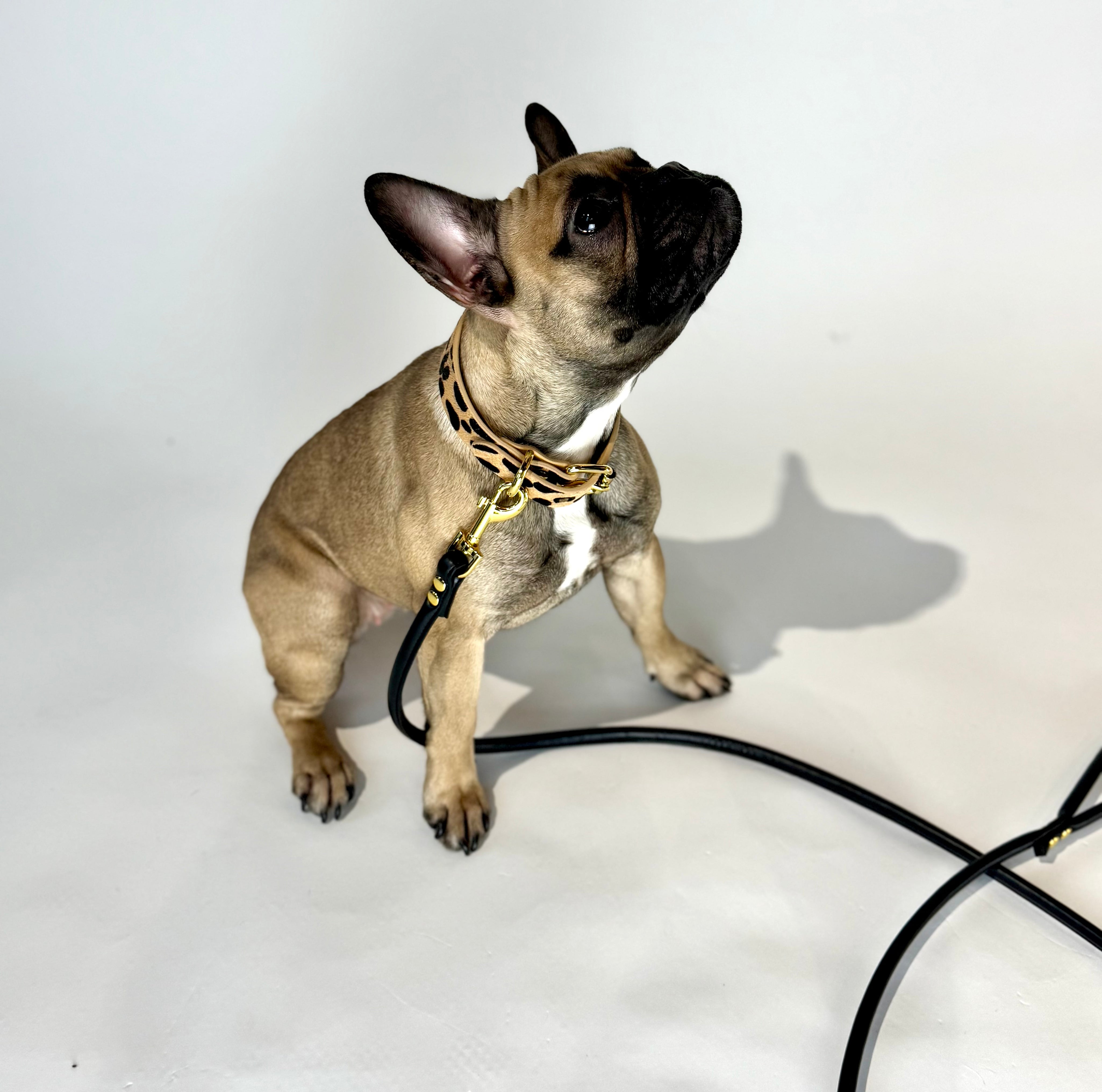 Leopardmönstrat Hundhalsband Smal